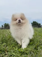 Toby, a male Pomeranian for sale in Lexington, KY – 10 of 10