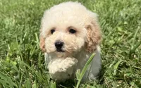 Molly , a female Poodle - Toy  and Poodle - Miniature  for sale in Lexington, KY – 3 of 5