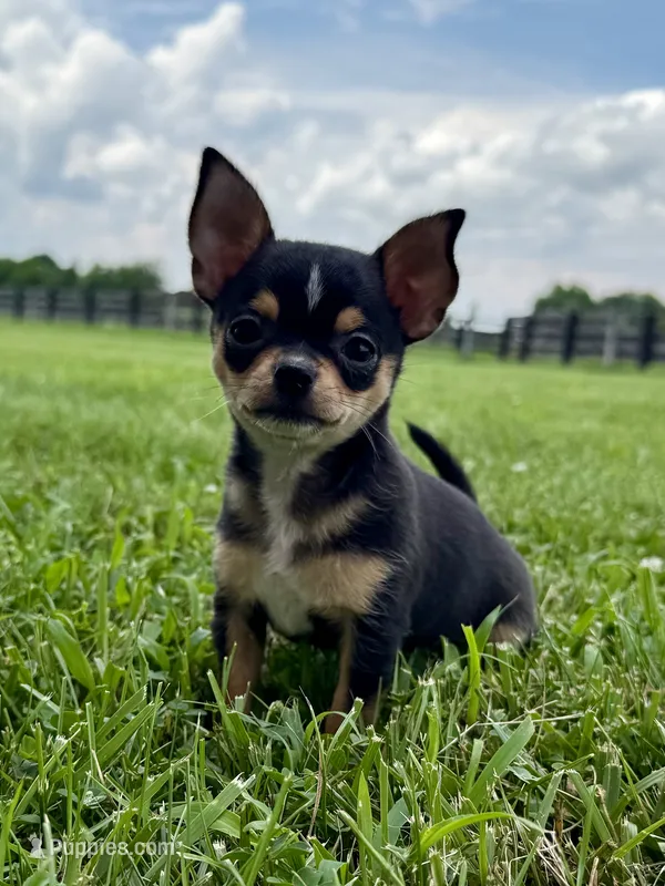 Buddy  – Chihuahua puppy for sale in Lexington, KY