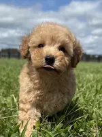 Sully, a male Poodle - Toy  and Poodle - Miniature  for sale in Lexington, KY – 3 of 4