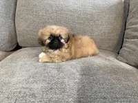 Fergus, a male Pekingese for sale in Lexington, KY – 7 of 7
