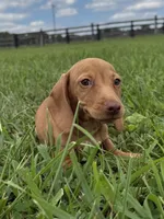Dudley, a male Dachshund and Miniature Dachshund for sale in Lexington, KY – 3 of 6
