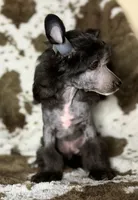 Dover, Ch sired , a male Chinese Crested for sale in Lexington, KY – 7 of 10
