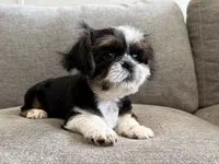 Rex , a male Shih Tzu for sale in Lexington, KY – 2 of 5