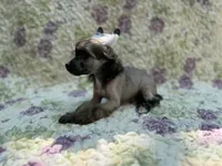 Daphne, a female Chinese Crested for sale in Lexington, KY – 2 of 6