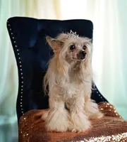Poppy , a female Chinese Crested for sale in Lexington, KY – 4 of 5