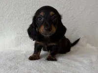 Sassy, a female Dachshund and Miniature Dachshund for sale in Lexington, KY – 2 of 5