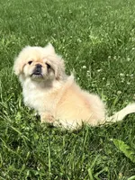 Walter, a male Pekingese for sale in Lexington, KY – 2 of 6