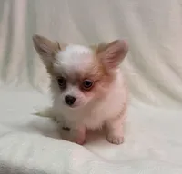 Enys-AKC, a male Chihuahua for sale in Lexington, KY – Photo 4 of 6