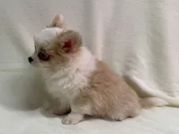 Enys-AKC, a male Chihuahua for sale in Lexington, KY – Photo 2 of 6