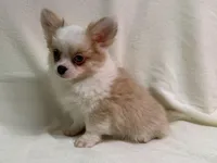 Enys-AKC, a male Chihuahua for sale in Lexington, KY – Photo 1 of 6