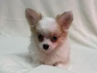 Enys-AKC, a male Chihuahua for sale in Lexington, KY – Photo 5 of 6