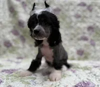Dolly, a female Chinese Crested for sale in Lexington, KY – 2 of 5