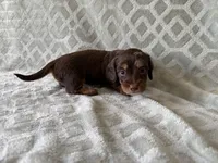 Molly , a female Dachshund and Miniature Dachshund for sale in Lexington, KY – 4 of 5