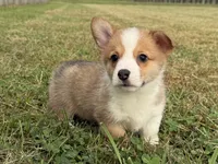 Irwin , a male Pembroke Welsh Corgi for sale in Lexington, KY – 3 of 6
