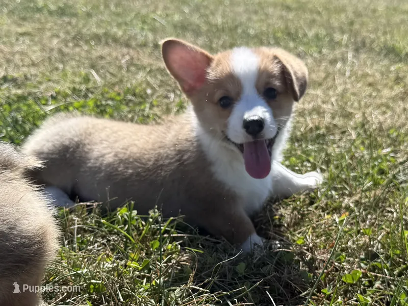 Irwin  – Pembroke Welsh Corgi puppy for sale in Lexington, KY