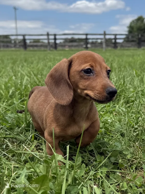 Ivy – Dachshund, Miniature Dachshund puppy for sale in Lexington, KY