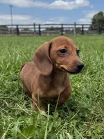 Ivy, a female Dachshund and Miniature Dachshund for sale in Lexington, KY – 1 of 5