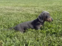 Bluebelle AKC, a female Dachshund and Miniature Dachshund for sale in Lexington, KY – 3 of 6