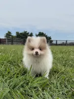 Toby, a male Pomeranian for sale in Lexington, KY – 5 of 10
