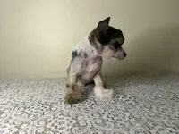 Cali/ pet only , a female Chinese Crested for sale in Lexington, KY – Photo 2 of 3