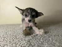 Cali/ pet only , a female Chinese Crested for sale in Lexington, KY – Photo 3 of 3