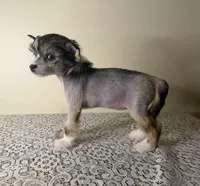 Cali/ pet only , a female Chinese Crested for sale in Lexington, KY – Photo 1 of 3