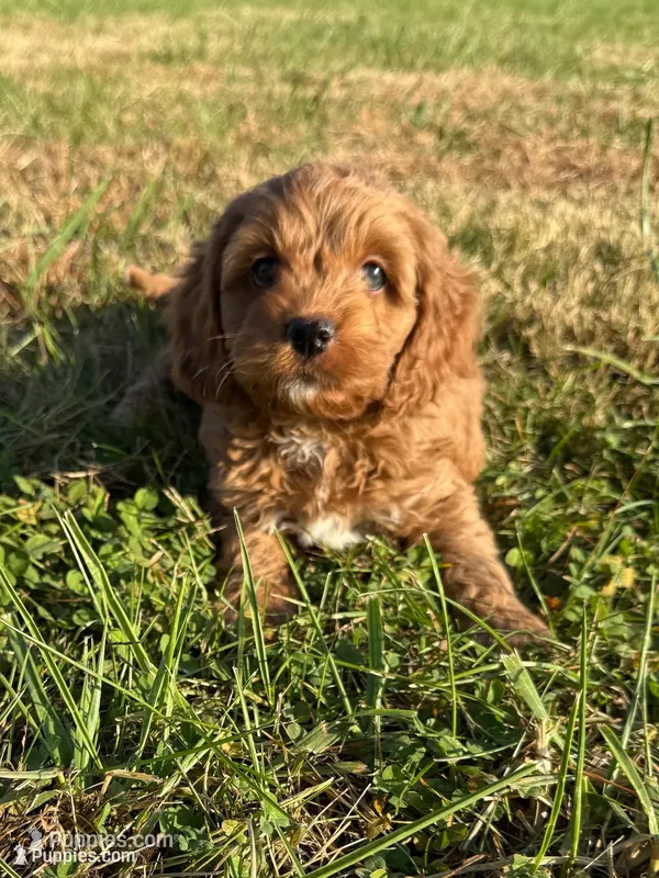 Rex – Cockapoo puppy for sale in Lexington, KY