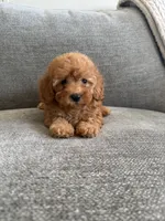 Juniper , a female Poodle - Toy  and Poodle - Miniature  for sale in Lexington, KY – 3 of 5