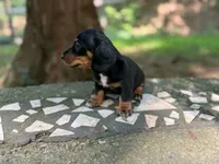 Lock, a female Dachshund and Miniature Dachshund for sale in Lexington, KY – 2 of 3