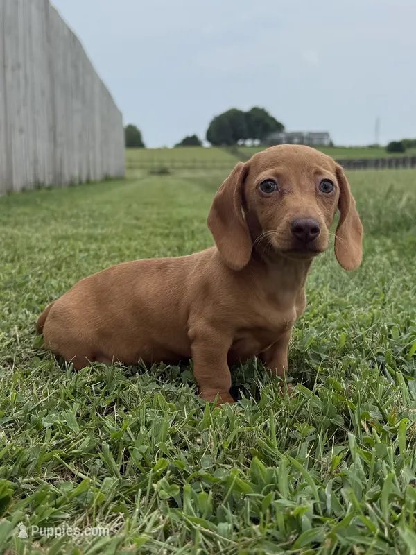 Queenie – Dachshund, Miniature Dachshund puppy for sale in Lexington, KY