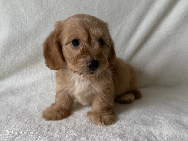 Peaches – Dachshund, Miniature Dachshund puppy for sale in Lexington, KY