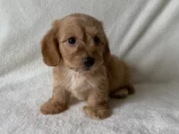 Peaches, a female Dachshund and Miniature Dachshund for sale in Lexington, KY – 1 of 4