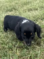 Tubby-AKc , a male Dachshund and Miniature Dachshund for sale in Lexington, KY – 2 of 8