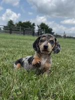 Rumsfeld, a male Dachshund and Miniature Dachshund for sale in Lexington, KY – 4 of 6