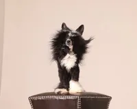 Dover , a male Chinese Crested for sale in Lexington, KY – 5 of 6