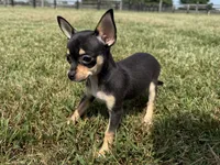 Sadie, a female Chihuahua for sale in Lexington, KY – 6 of 6