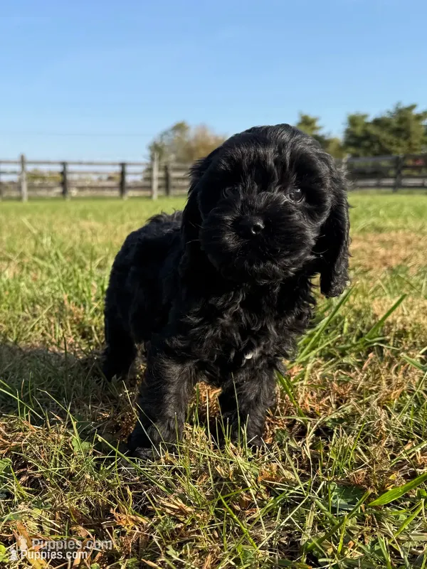 Jane – Cockapoo puppy for sale in Lexington, KY