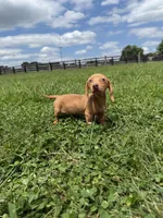 Queenie, a female Dachshund and Miniature Dachshund for sale in Lexington, KY – 6 of 7
