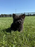 Fiona , a female Cairn Terrier for sale in Lexington, KY – 8 of 8