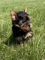 June, a female Yorkshire Terrier for sale in Lexington, KY – Photo 5 of 5