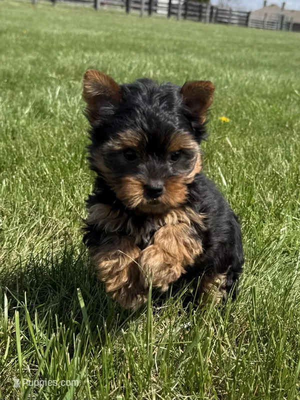 June – Yorkshire Terrier puppy on hold in Lexington, KY
