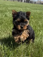 June, a female Yorkshire Terrier for sale in Lexington, KY – Photo 1 of 5