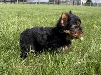 June, a female Yorkshire Terrier for sale in Lexington, KY – Photo 4 of 5