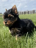 June, a female Yorkshire Terrier for sale in Lexington, KY – Photo 3 of 5