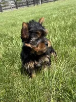 June, a female Yorkshire Terrier for sale in Lexington, KY – Photo 2 of 5