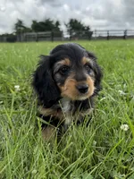 Burt-read description , a male Dachshund and Miniature Dachshund for sale in Lexington, KY – 3 of 6