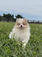 Toby, a male Pomeranian for sale in Lexington, KY – 9 of 10