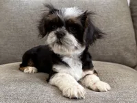 Rex , a male Shih Tzu for sale in Lexington, KY – 5 of 5