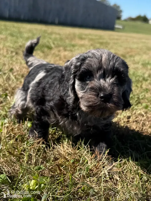 Parker – Cockapoo puppy for sale in Lexington, KY